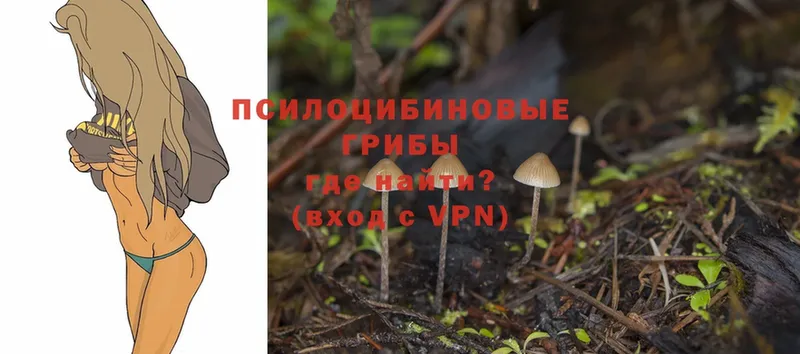 Галлюциногенные грибы Cubensis  Азнакаево 